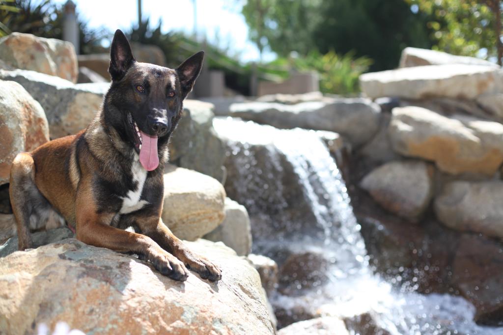 2017-05-24 (P) K9 Training at Mariner's Church (55)