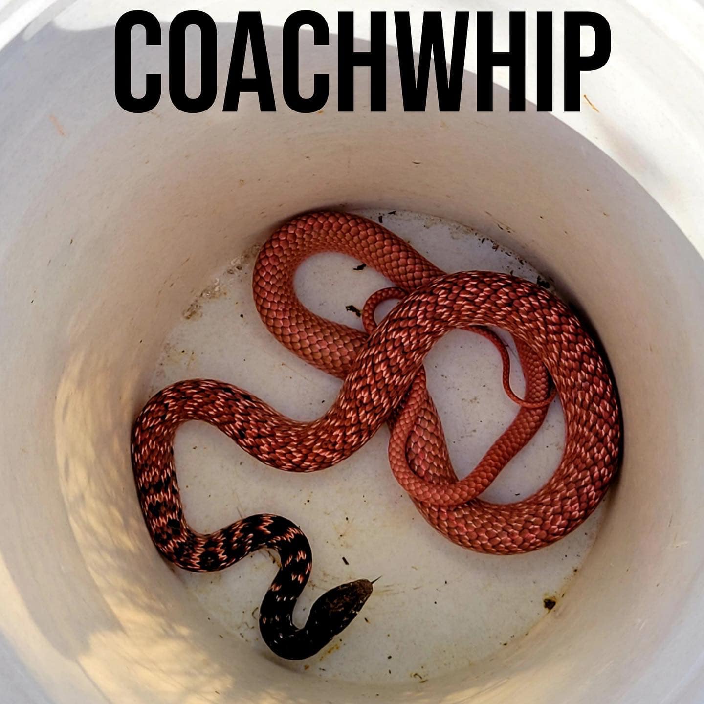 Coachwhip snake