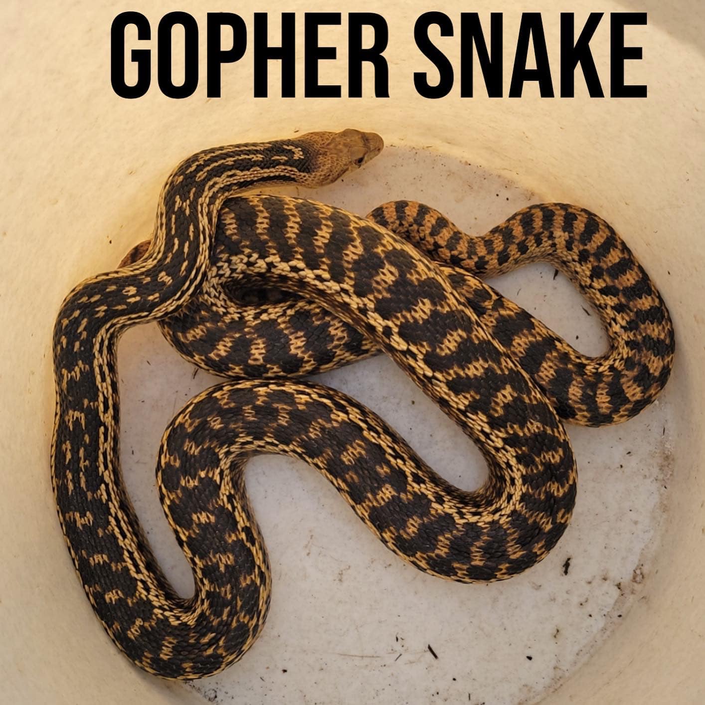 Gopher snake