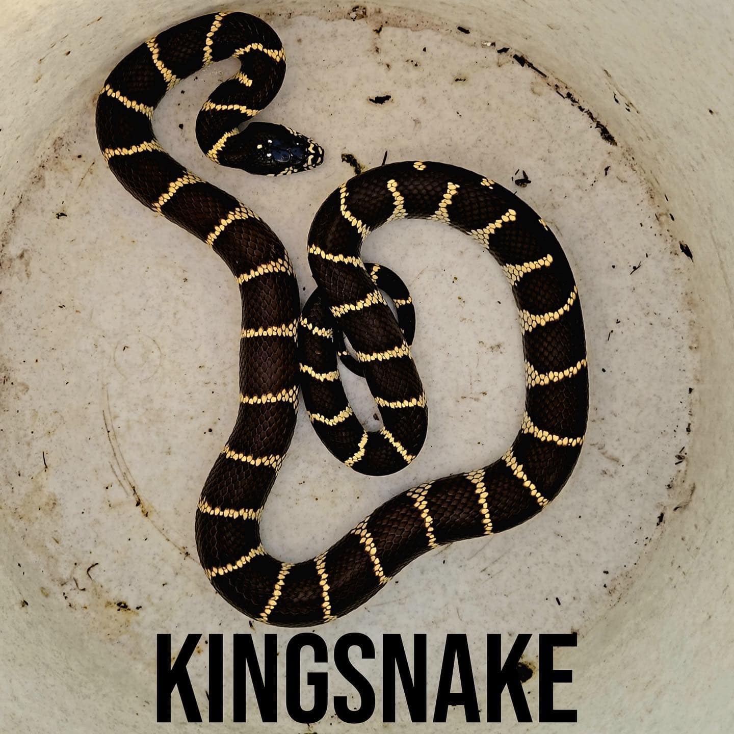 Kingsnake
