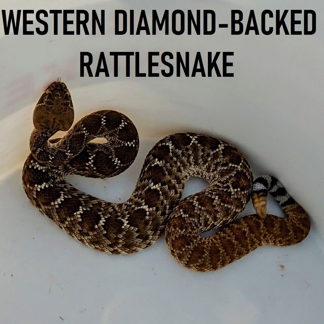 Western Diamond-Backed Rattlesnake