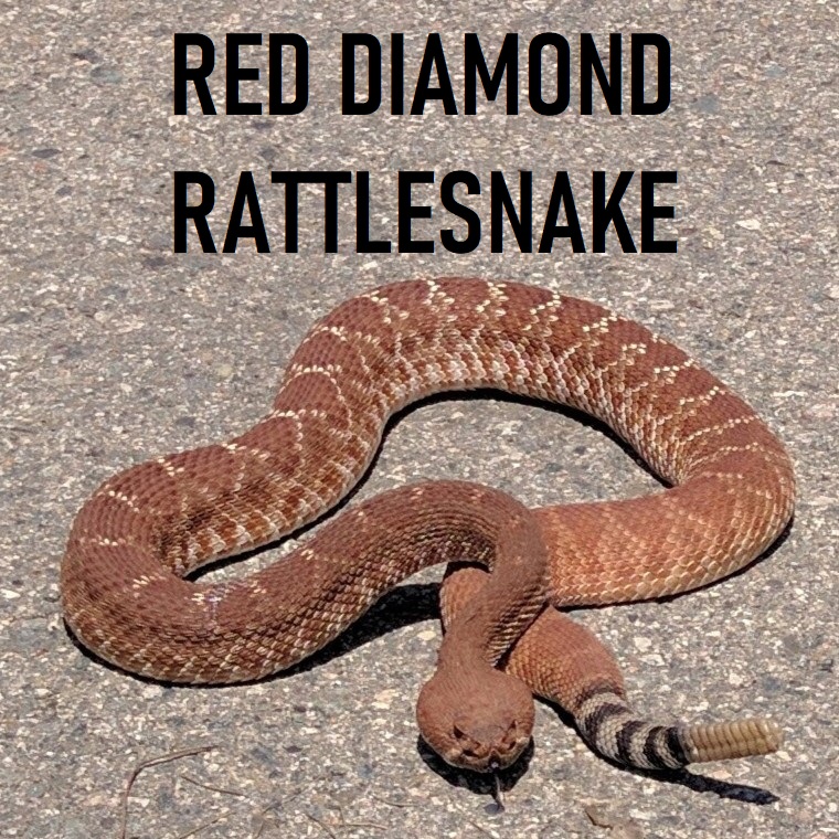 Red Diamond Rattlesnake