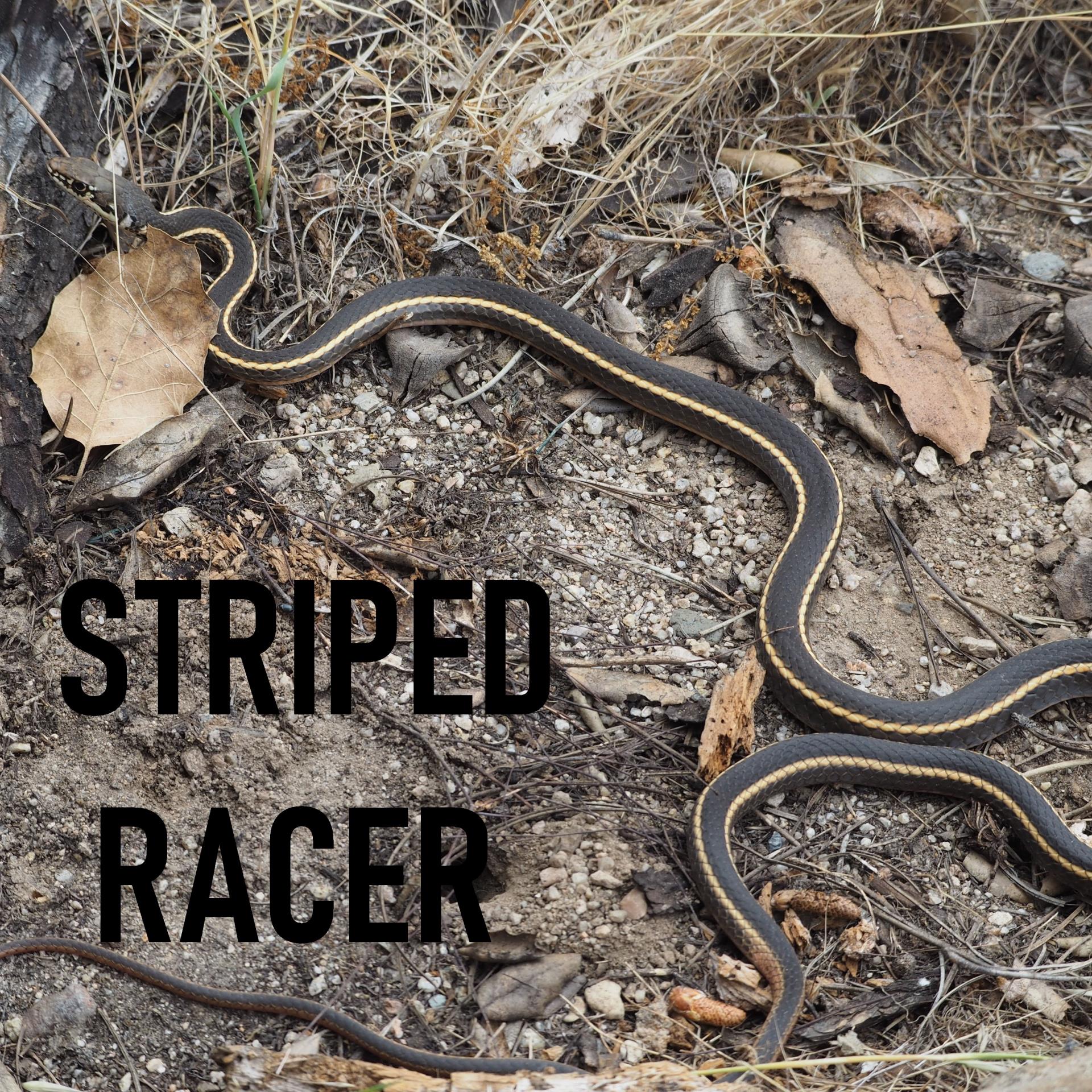 Striped racer snake