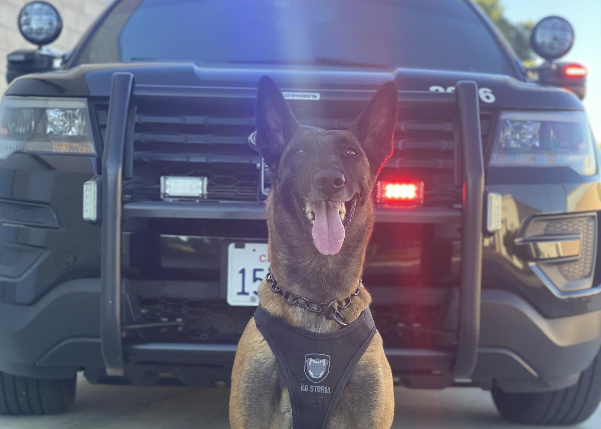 K-9 in front of NBPD Vehicle